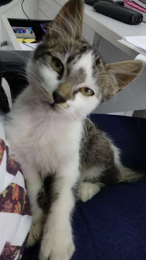Gato ra a  idade Abaixo de 2 meses nome sem nome