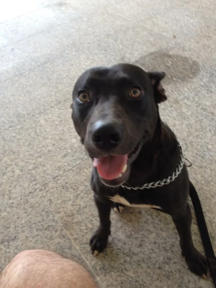 Cachorro ra a Cruzamento de pitbull com bull terrier idade 1 ano nome Frank