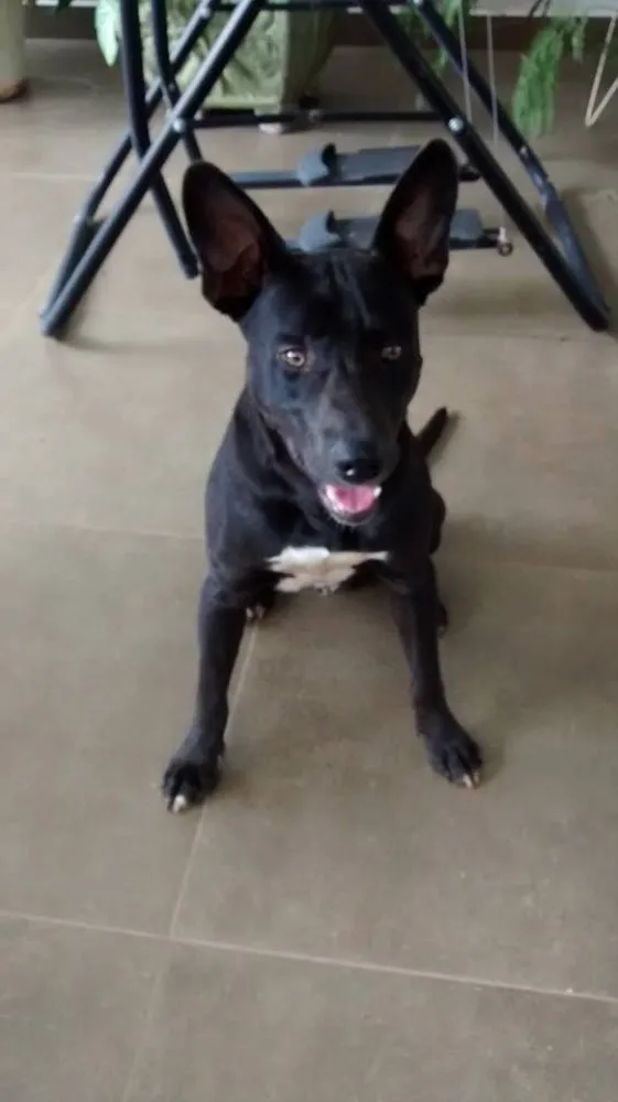 Cachorro ra a Cruzamento de pitbull com bull terrier idade 1 ano nome Frank