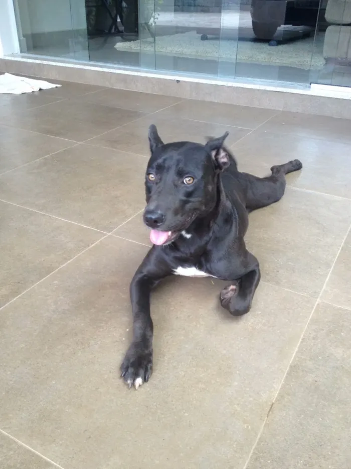 Cachorro ra a Cruzamento de pitbull com bull terrier idade 1 ano nome Frank