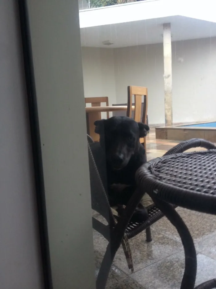 Cachorro ra a Cruzamento de pitbull com bull terrier idade 1 ano nome Frank