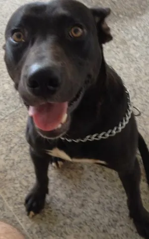 Cachorro raça Cruzamento de pitbull com bull terrier idade 1 ano nome Frank