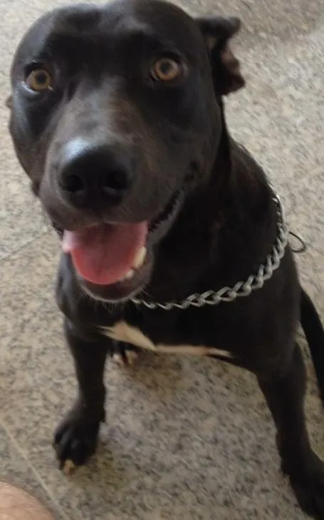 Cachorro ra a Cruzamento de pitbull com bull terrier idade 1 ano nome Frank