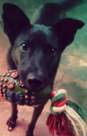 Cachorro raça SRD idade 1 ano nome Preta