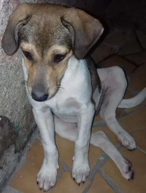 Cachorro ra a Não sei idade 7 a 11 meses nome Melissa