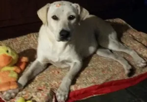 Cachorro raça Indefinida idade 1 ano nome Bibiana