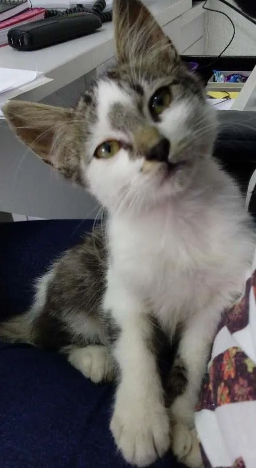 Gato ra a  idade Abaixo de 2 meses nome sem nome