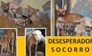 Cachorro raça SRD idade 7 a 11 meses nome Enclausurados