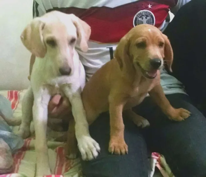 Cachorro ra a SRD idade 2 anos nome Pilú e Carancho