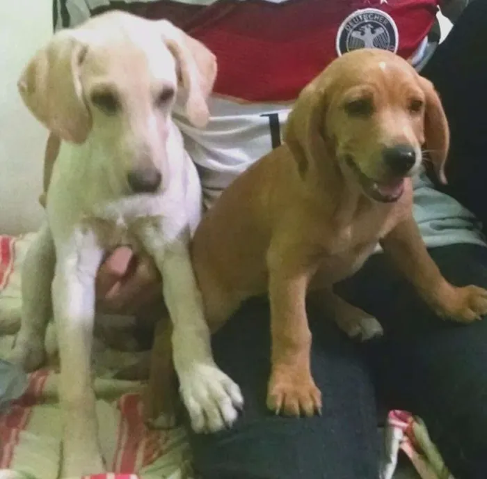 Cachorro ra a SRD idade 2 anos nome Pilú e Carancho