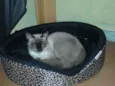 Siamês