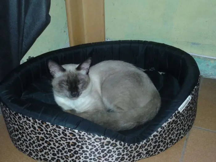 Gato ra a Siamês idade 7 a 11 meses nome Siamês