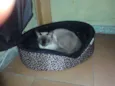 Siamês