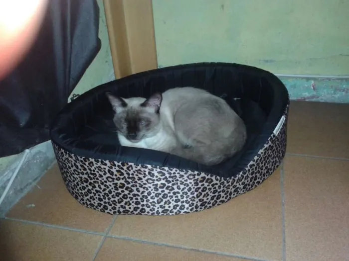 Gato ra a Siamês idade 7 a 11 meses nome Siamês