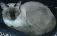 Siamês