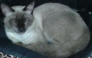 Gato raça Siamês idade 7 a 11 meses nome Siamês