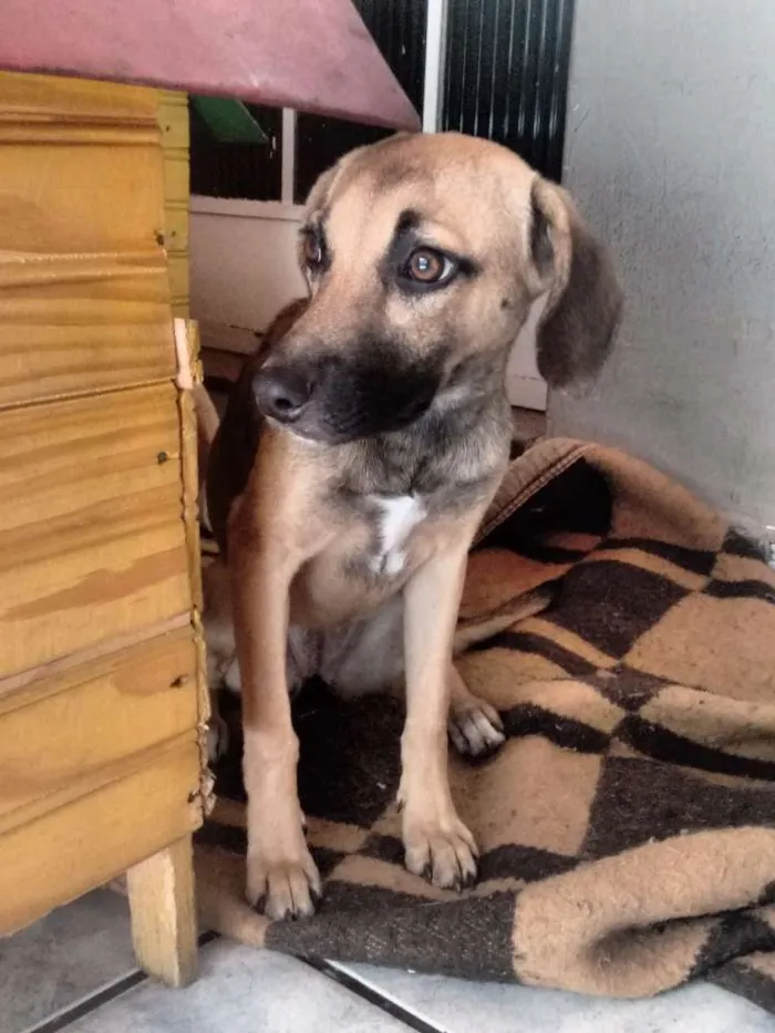 Cachorro raça Vira-lata idade 1 ano nome Serena