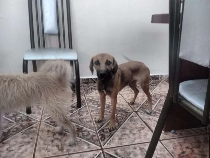 Cachorro raça Vira-lata idade 1 ano nome Serena