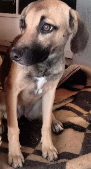 Cachorro raça Vira-lata idade 1 ano nome Serena