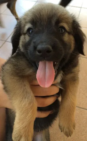 Cachorro raça Vira lata  idade Abaixo de 2 meses nome Mãe - Sandy / Filho