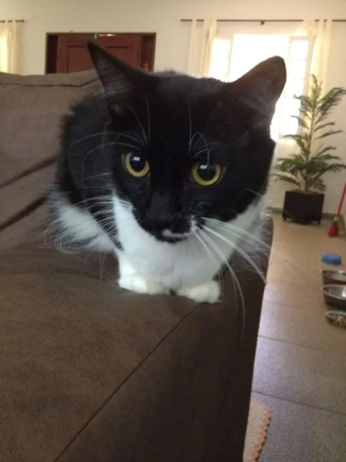 Gato ra a SRD idade 2 anos nome Ravena