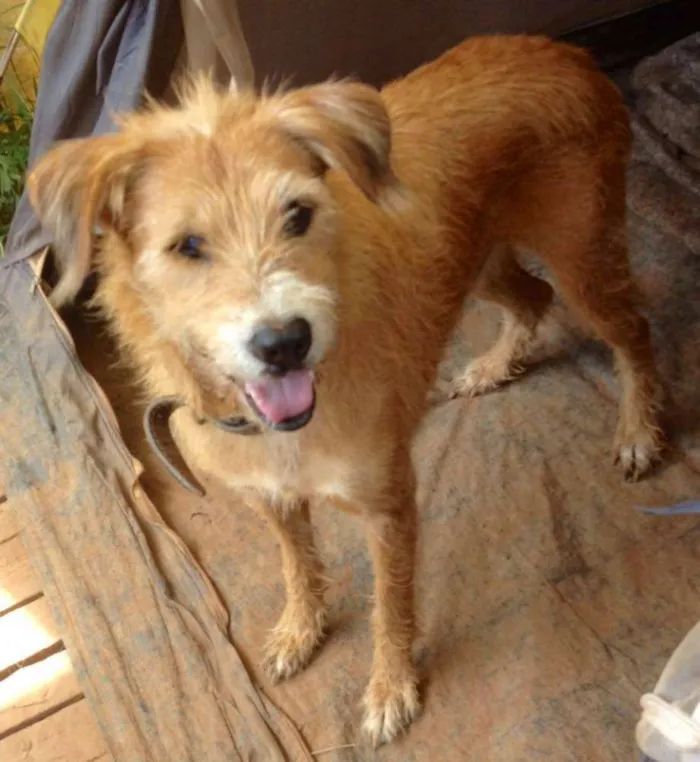 Cachorro ra a SRD idade 3 anos nome Benji