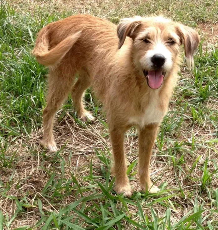 Cachorro ra a SRD idade 3 anos nome Benji