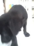 apolo