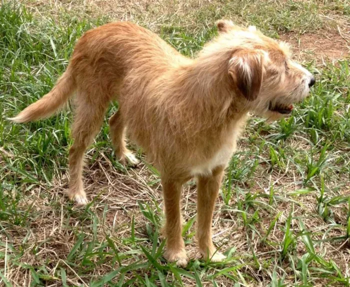 Cachorro ra a SRD idade 3 anos nome Benji