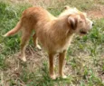 Benji