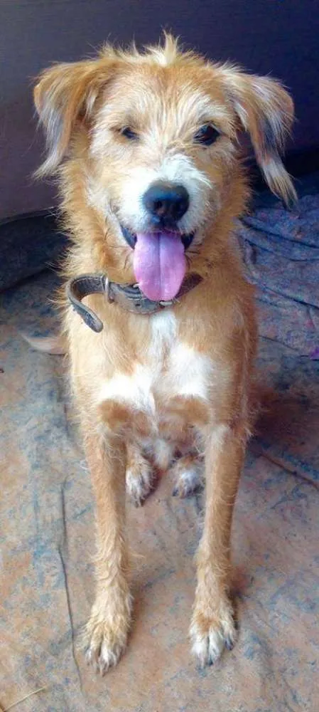 Cachorro ra a SRD idade 3 anos nome Benji
