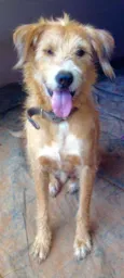 Benji