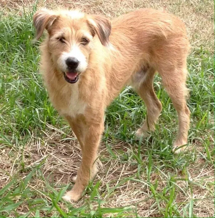 Cachorro ra a SRD idade 3 anos nome Benji