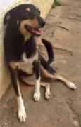 Pipoca