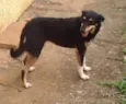 Pipoca