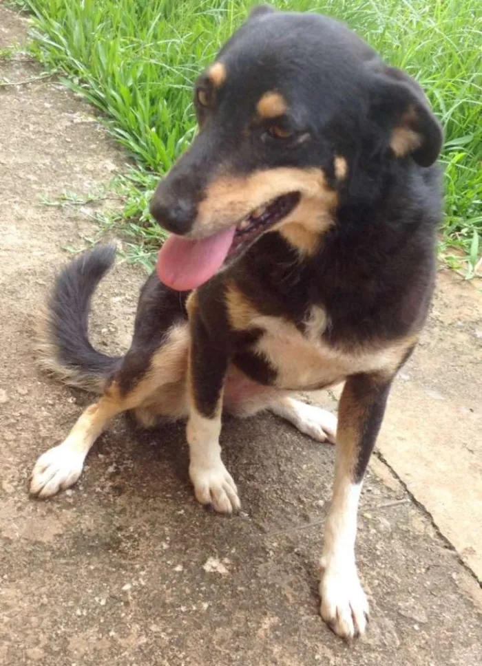 Cachorro ra a SRD idade 3 anos nome Pipoca