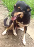 Pipoca