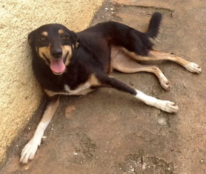 Cachorro ra a SRD idade 3 anos nome Pipoca