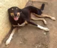 Pipoca