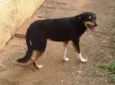 Pipoca