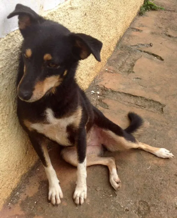 Cachorro ra a SRD idade 3 anos nome Pipoca