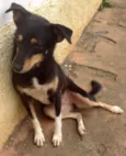 Pipoca