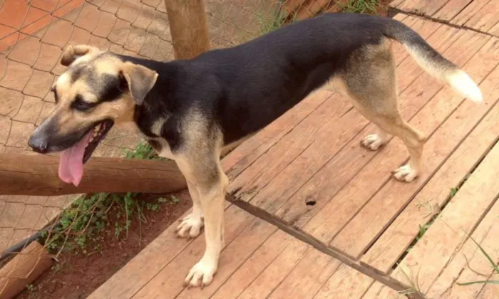 Cachorro ra a srd idade  nome Jade