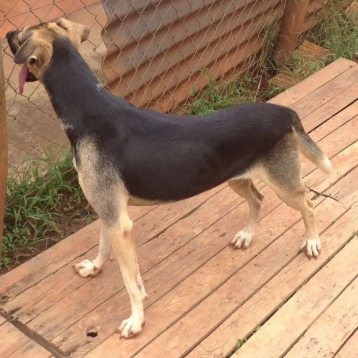Cachorro ra a srd idade  nome Jade