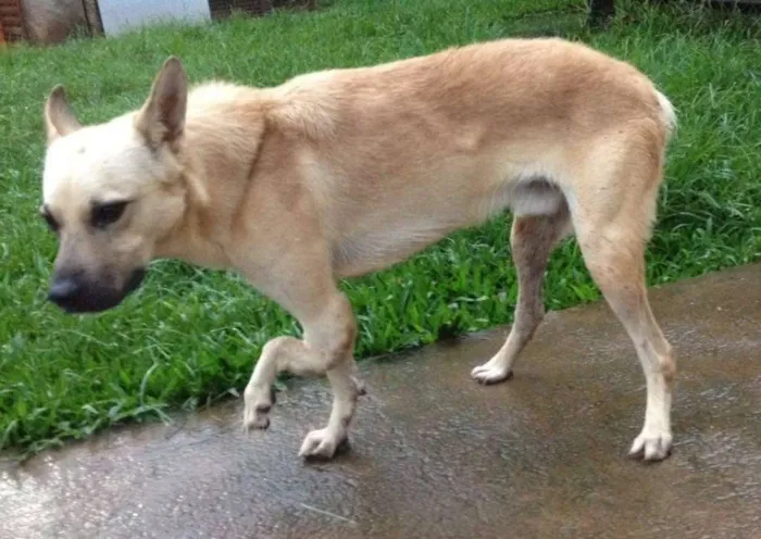 Cachorro ra a srd idade 3 anos nome Bruce