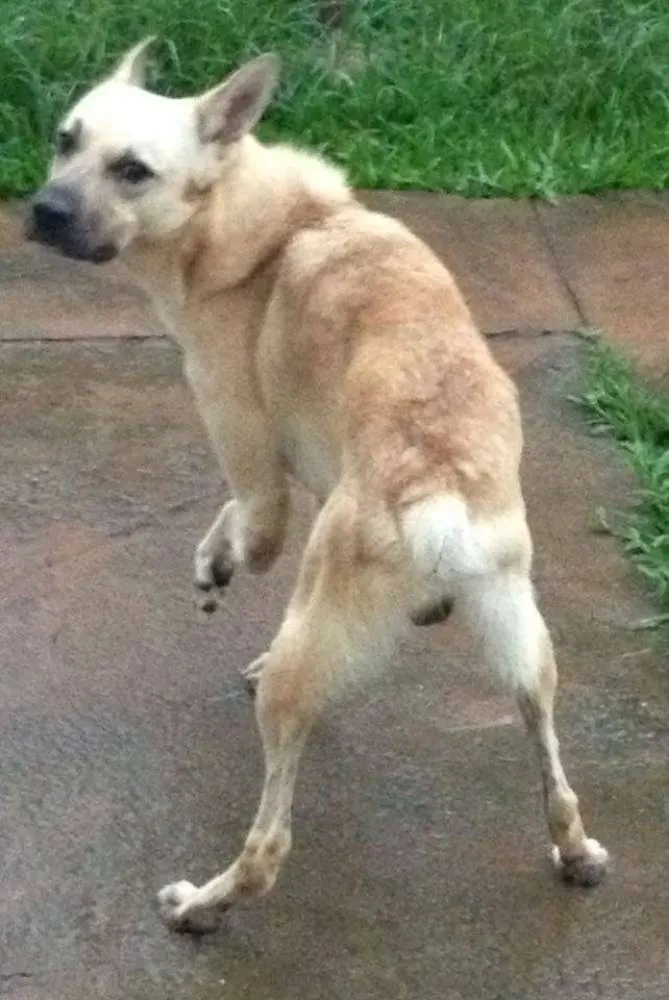 Cachorro ra a srd idade 3 anos nome Bruce