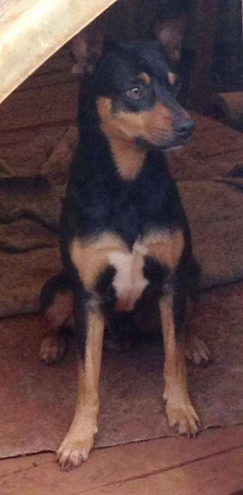Cachorro ra a srd idade 3 anos nome BOB