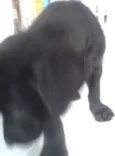 apolo