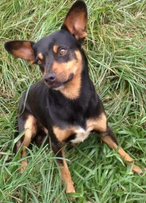 Cachorro raça srd idade 3 anos nome BOB