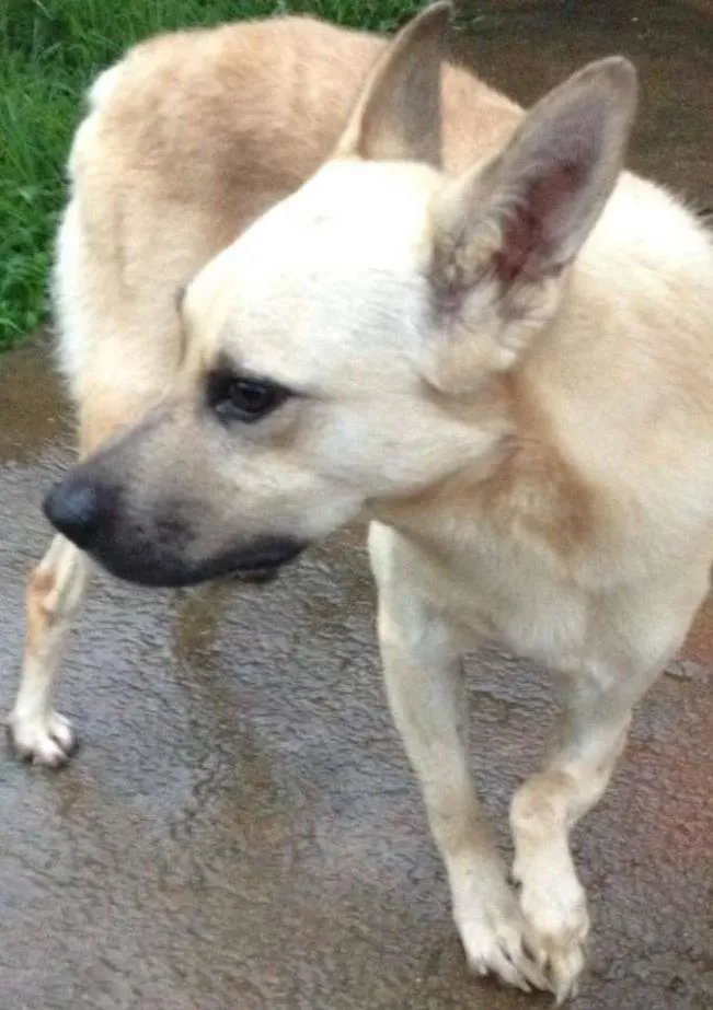 Cachorro ra a srd idade 3 anos nome Bruce